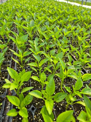 김영진(전남영광)님의 자유주제 · 자유게시판 작성글 사진