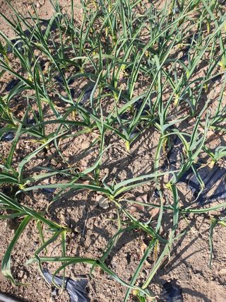 옥천서화농님의 자유주제 · 자유게시판 작성글 사진