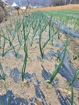 팜모닝 자유주제·자유게시판 게시글 이미지