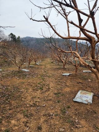 대봉감 단감 고구마님의 자유주제 · 사진전 작성글 사진