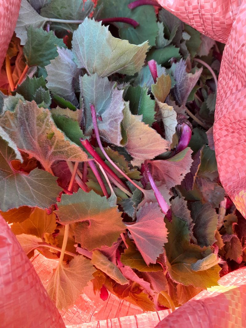 김민수산에서농사중님의 장터 판매 상품 [머위나물] 첨부 사진