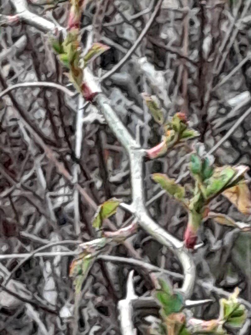 장터 상품 [찔레순] 썸네일