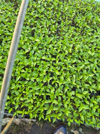 김영진(전남영광)님의 자유주제 · 자유게시판 작성글 사진