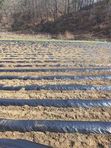 옥천서화농님의 자유주제·자유게시판 작성글 사진