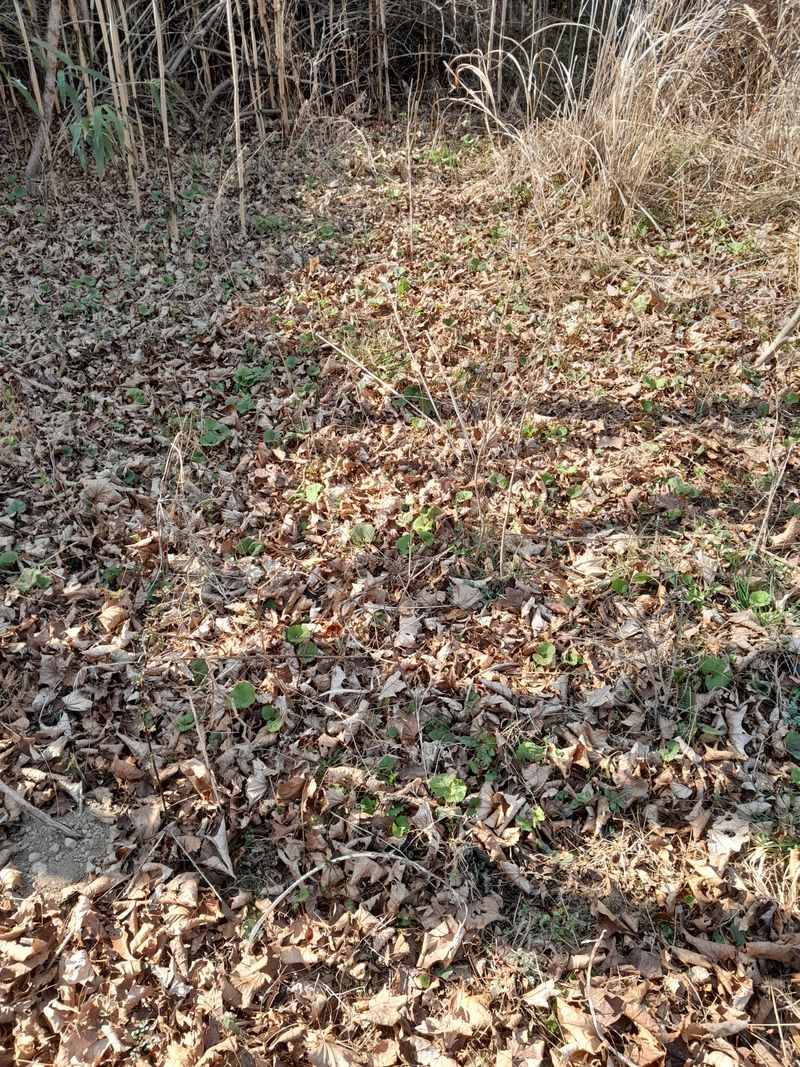 김민수산에서농사중님의 장터 판매 상품 [머위나물] 첨부 사진