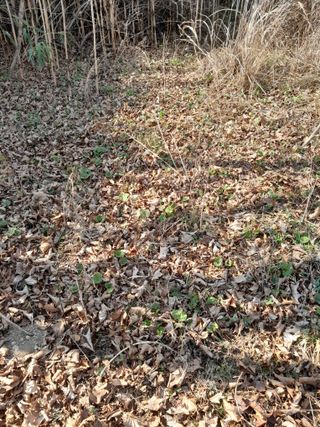 김민수산에서농사중님의 작성글 사진