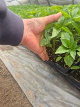 팜모닝 자유주제·자유게시판 게시글 이미지