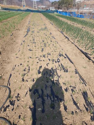 옥천서화농님의 자유주제 · 자유게시판 작성글 사진