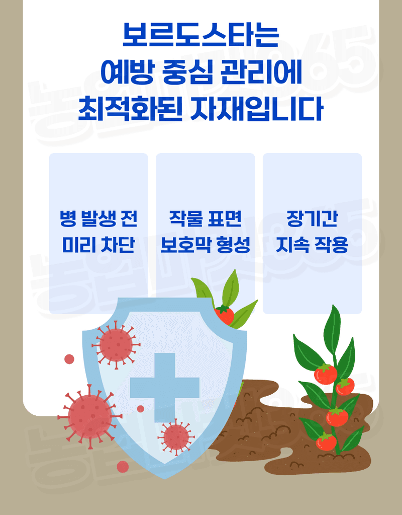 농업마켓365님의 장터 판매 상품 [대유 보르도스타 1KG 입상수화제 동제 보르도 병해관리제 친환경 유기농자재] 첨부 사진