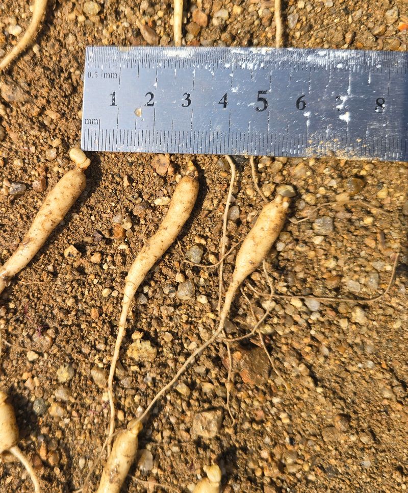 진상빈님의 장터 판매 상품 [오늘 캔 햇묘종삼 200g/500g/1kg] 첨부 사진