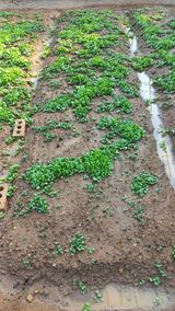 포포나무=항암나무님의 자유주제·자유게시판 작성글 사진