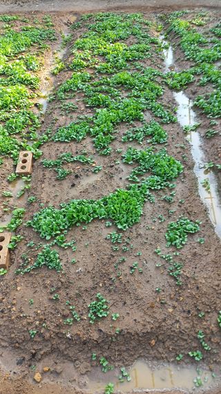 포포나무=항암나무님의 자유주제 · 자유게시판 작성글 사진