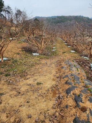 대봉감 단감 고구마님의 자유주제 · 사진전 작성글 사진