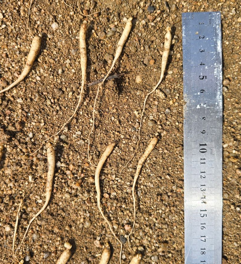 진상빈님의 장터 판매 상품 [오늘 캔 햇묘종삼 200g/500g/1kg] 첨부 사진