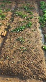 포포나무=항암나무님의 자유주제·자유게시판 작성글 사진