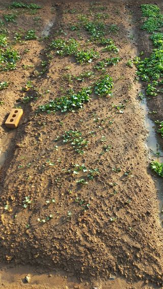 포포나무=항암나무님의 자유주제 · 자유게시판 작성글 사진