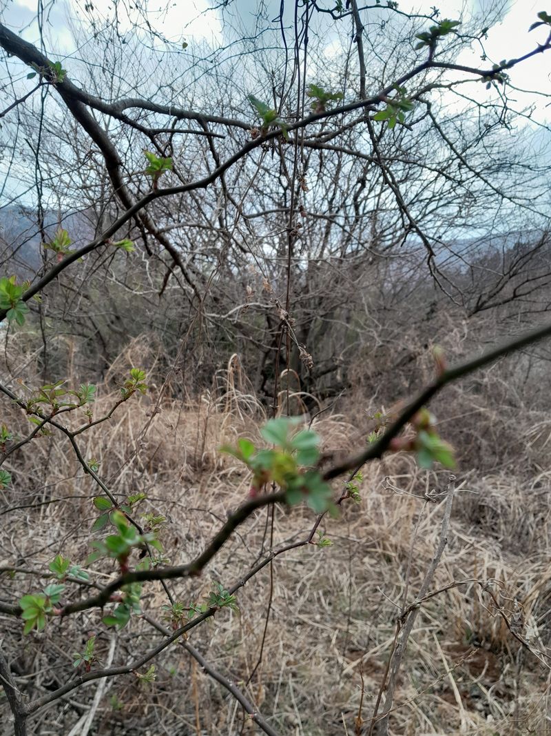 김민수산에서농사중님의 장터 판매 상품 [찔레순] 첨부 사진