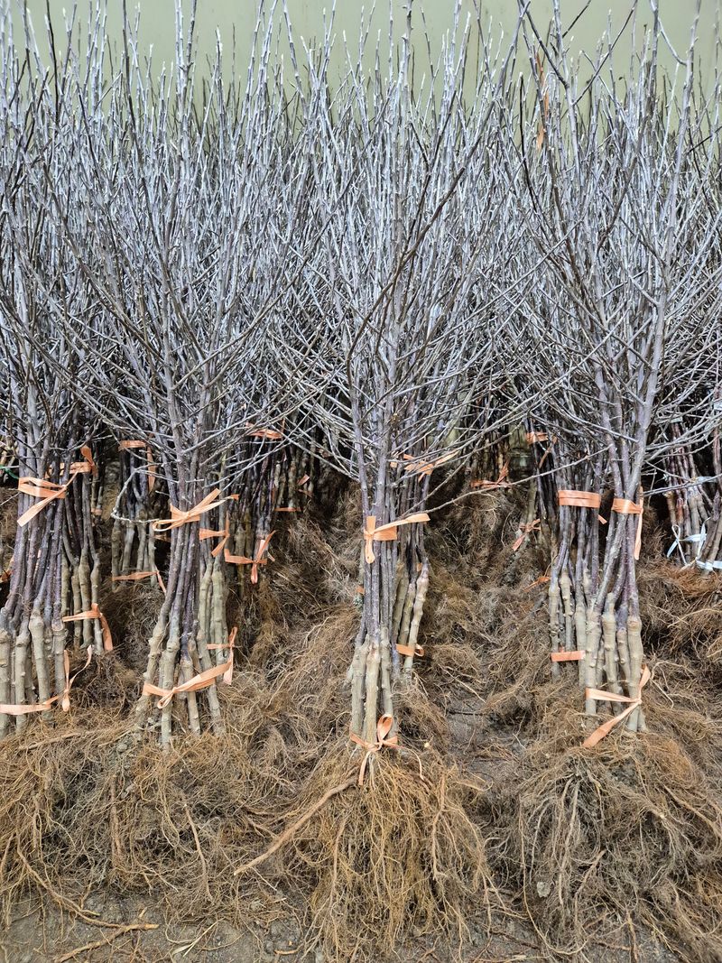 우리농원님의 장터 판매 상품 [사과 자근묘목 판매 마지막 물량] 첨부 사진