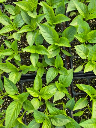 김영진(전남영광)님의 자유주제 · 자유게시판 작성글 사진