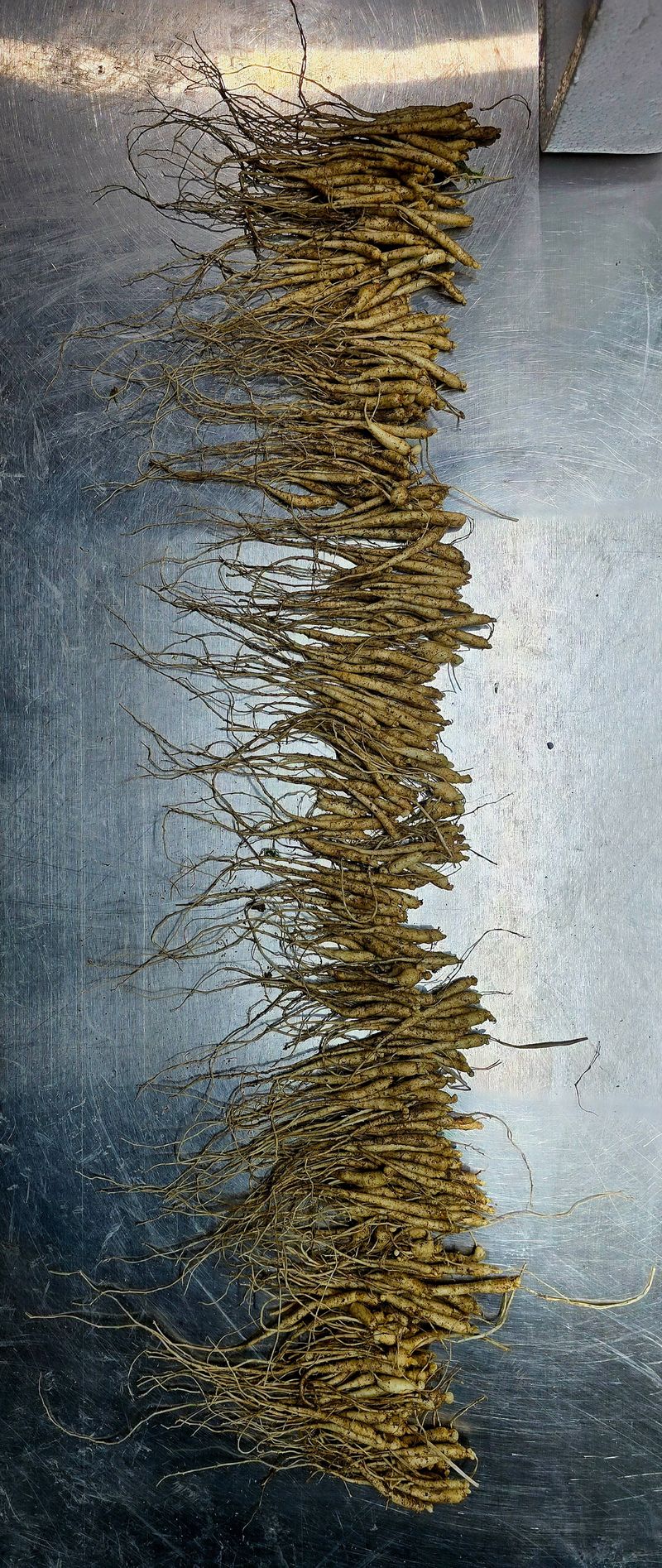 진상빈님의 장터 판매 상품 [오늘 캔 햇묘종삼 200g/500g/1kg] 첨부 사진