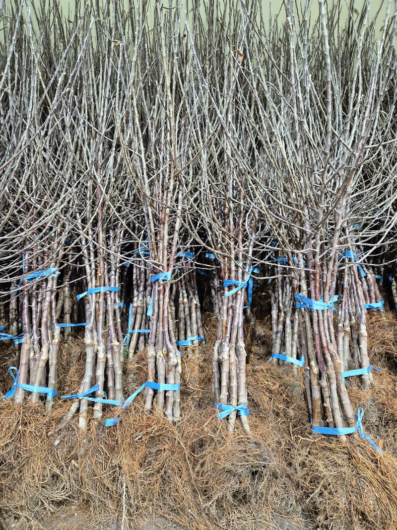 장터 상품 [사과 자근묘목 판매 마지막 물량] 썸네일