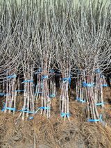 팜모닝 · 게시글 이미지