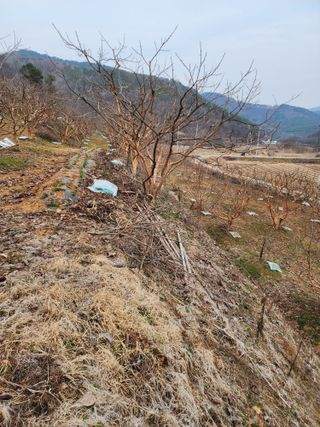 대봉감 단감 고구마님의 자유주제 · 사진전 작성글 사진