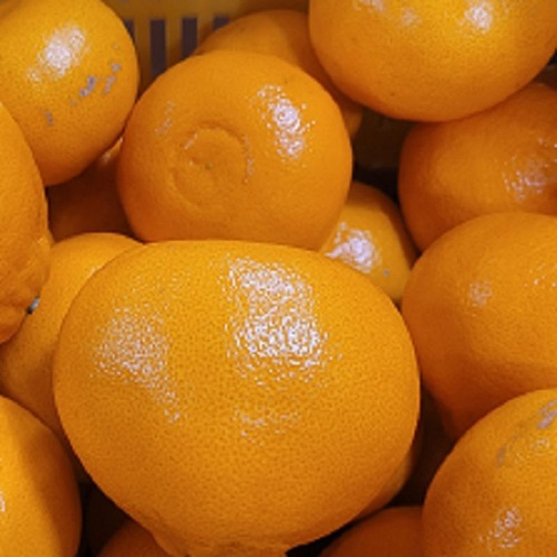 장터 상품 [[한정수량] 천혜향 가정용 혼합과 9kg] 썸네일