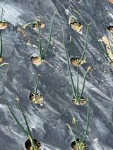 박재원님의 양파·자유게시판 작성글 사진