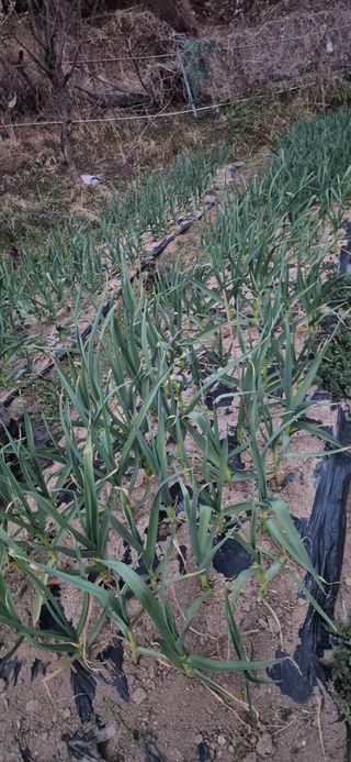 봉림동 태진농장님의 자유주제 · 자유게시판 작성글 사진