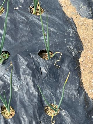 박재원님의 양파 · 자유게시판 작성글 사진