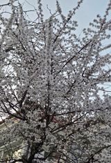 한밭농원님의 자유주제·자유게시판 작성글 사진