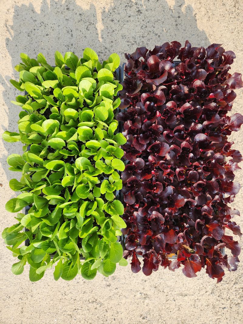 안산제일농약사님의 장터 판매 상품 [청로메인 적로메인모종] 첨부 사진