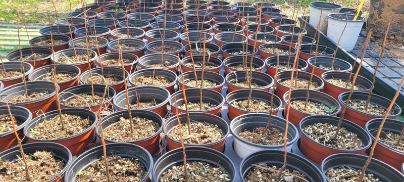 사랑꽃농장님의 장터 판매 상품 [멀구슬 나무 묘목(해충기피식물)] 첨부 사진