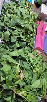 봉림동 태진농장님의 자유주제·자유게시판 작성글 사진