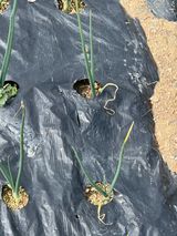 팜모닝 양파·자유게시판 게시글 이미지