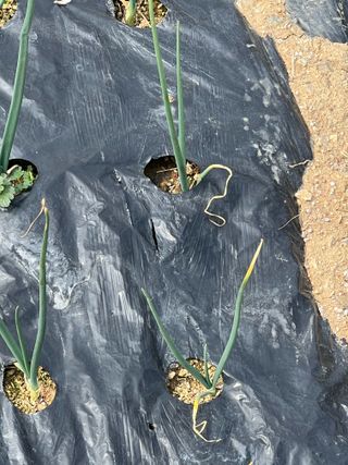 박재원님의 양파 · 자유게시판 작성글 사진