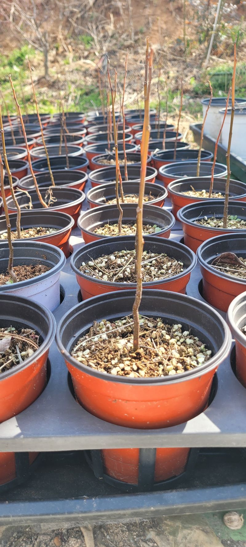 사랑꽃농장님의 장터 판매 상품 [멀구슬 나무 묘목(해충기피식물)] 첨부 사진