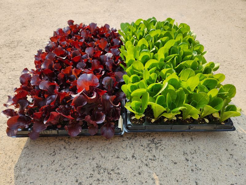 안산제일농약사님의 장터 판매 상품 [청로메인 적로메인모종] 첨부 사진