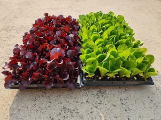 안산제일농약사님의 작성글 사진