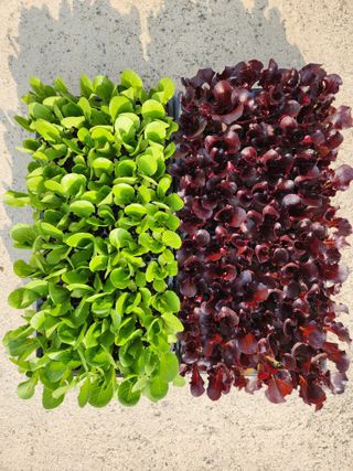 안산제일농약사님의 작성글 사진