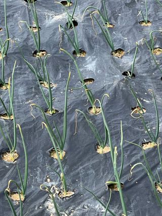 박재원님의 양파 · 자유게시판 작성글 사진