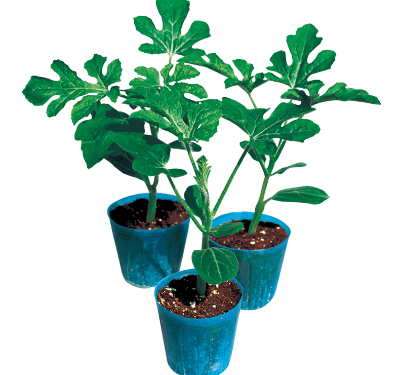 대동팜님의 장터 판매 상품 [포트11cm 비닐포트(PE)] 첨부 사진