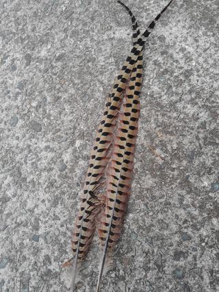 김민수산에서농사중님의 자유주제 · 자유게시판 작성글 사진