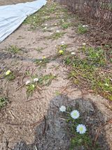 (복조리농장)김찬두님의 자유주제·자유게시판 작성글 사진