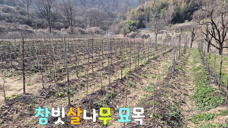 다음:농수산물공동구님의 장터 판매 상품 [참빗살나무(진공)묘목팝니다 ] 첨부 사진