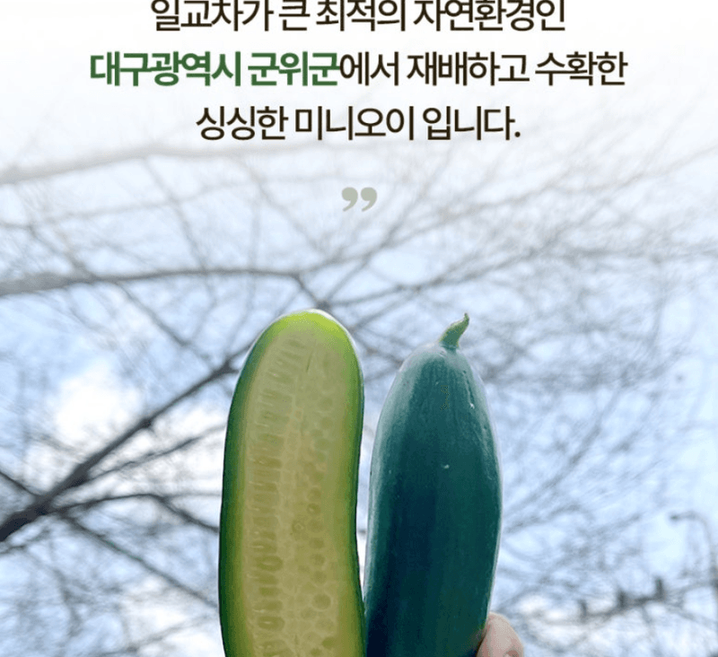 메종루엘님의 장터 판매 상품 [미니오이] 첨부 사진