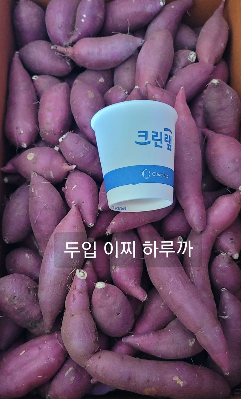 장터 상품 [두입 꿀 이찌 하루까 고구마 10kg] 썸네일