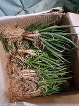 팜모닝 자유주제·자유게시판 게시글 이미지