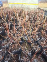 팜모닝 자유주제·자유게시판 게시글 이미지